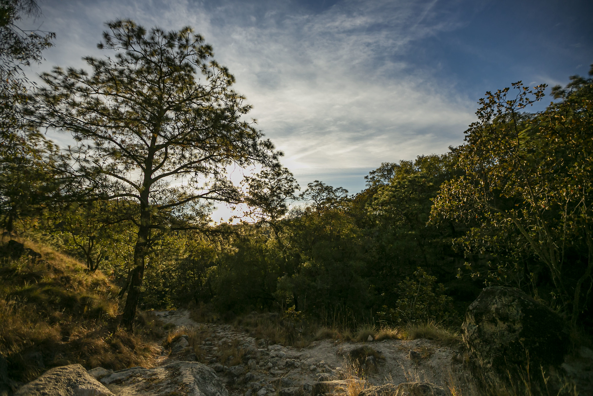 Bajo El Lema “Un Bosque Sano Para Una Metrópoli Sana”, El Bosque La ...