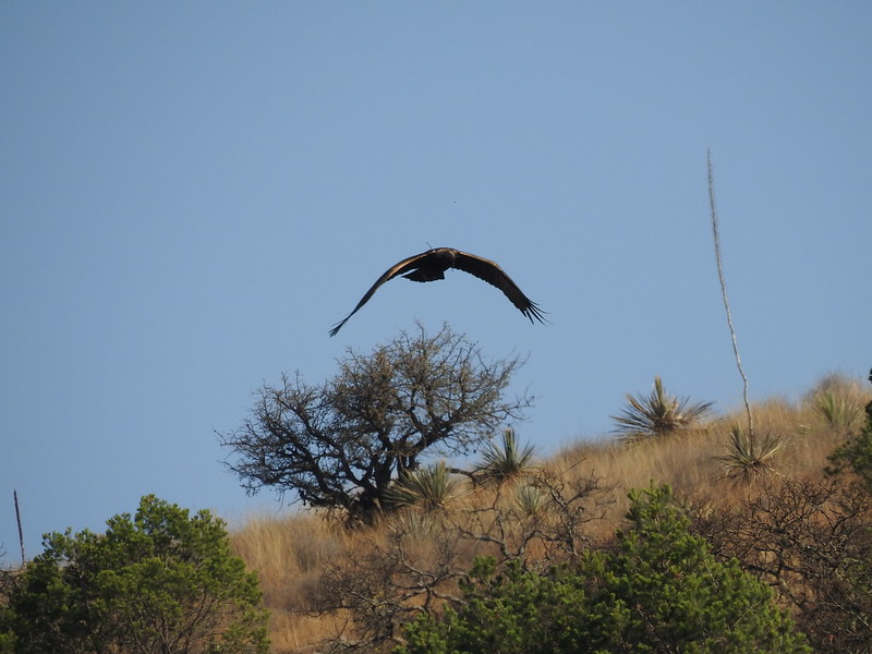 Águila real, especie prioritaria con presencia en Jalisco | Gobierno del  Estado de Jalisco