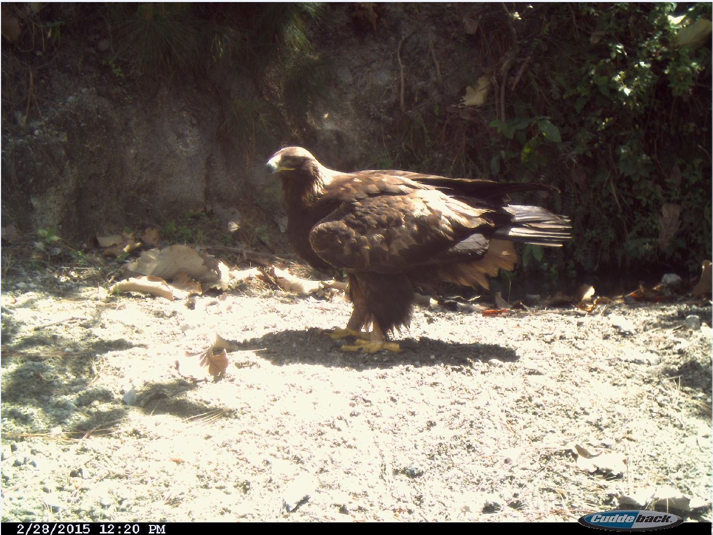 Monitoreo de fauna detecta nuevamente la presencia de águila real en el  Bosque La Primavera | Gobierno del Estado de Jalisco