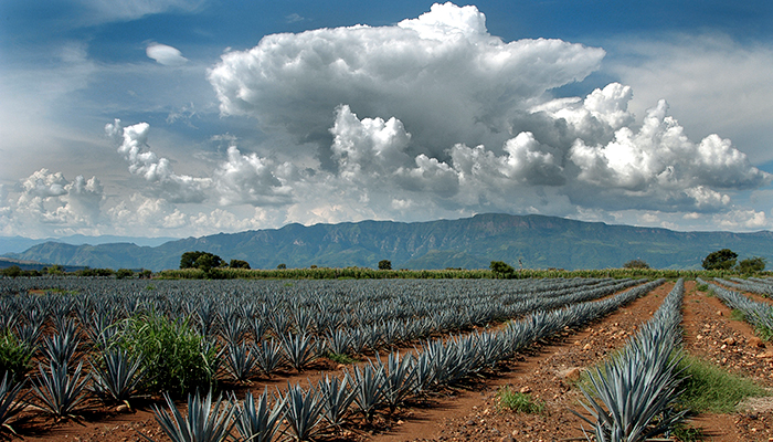 Foto alusiva a la sección Presentación. Paisaje de los campos de agave azul para hacer tequila.