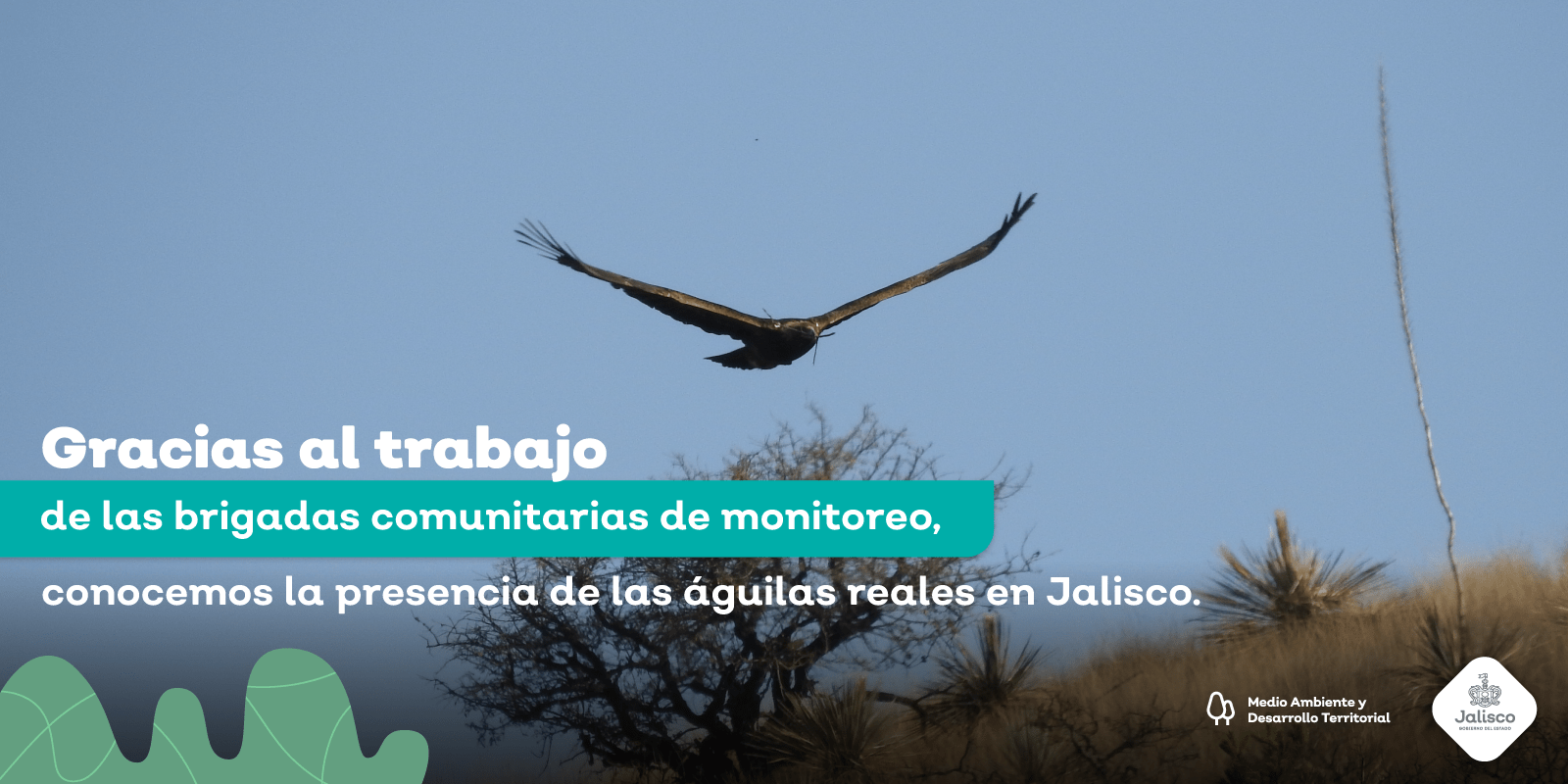 Registramos el nacimiento exitoso de dos águilas reales en Jalisco,  resultado de las buenas acciones ambientales | Gobierno del Estado de  Jalisco